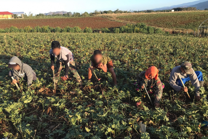 Former rebels go from Arm-to-Farm in Bukidnon