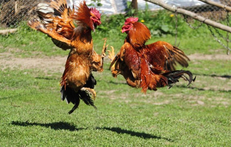 FIVE (5) PERSON ENGAGE IN COCKFIGHTING IN T’BOLI ARRESTED