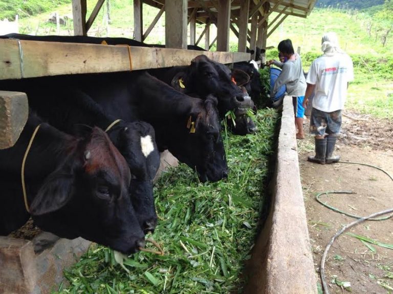 Camiguin now allows livestock, poultry shipment